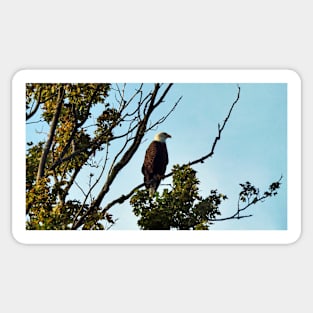 Bald Eagle Perching On a Tree Branch Sticker